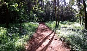 Arboretum Park, Nairobi, Kenya